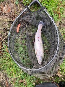 Rainbow Trout