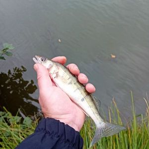 Zander