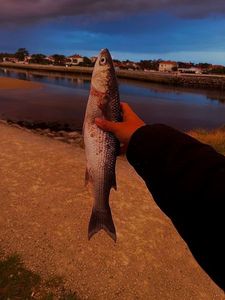 Thicklip Grey Mullet