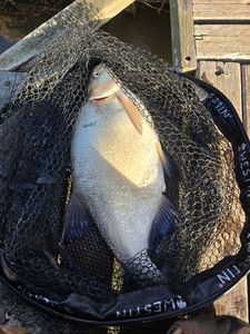 Common Bream