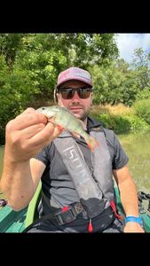 European Perch
