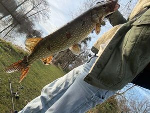 Northern Pike