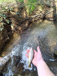 Brown Trout