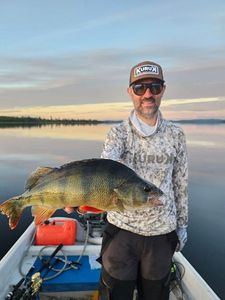 European Perch