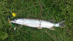 Northern Pike