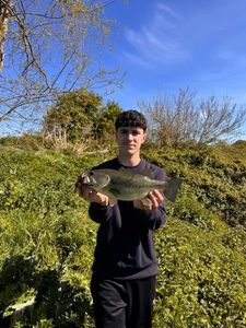 Largemouth Bass