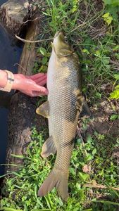 Barbel