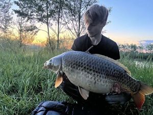 Common Carp