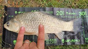 Crucian Carp