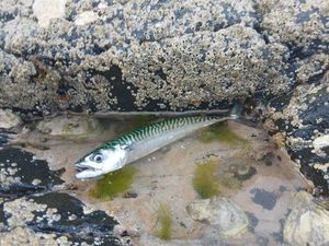 Mackerel