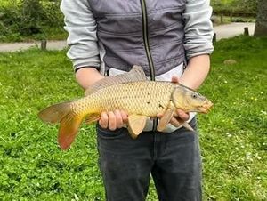 Common Carp