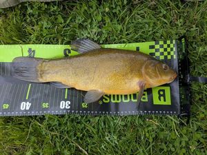 Tench