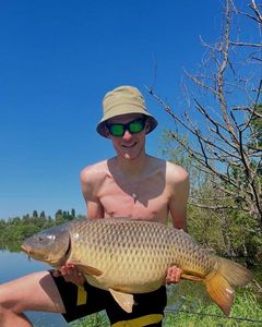 Common Carp