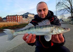 Zander