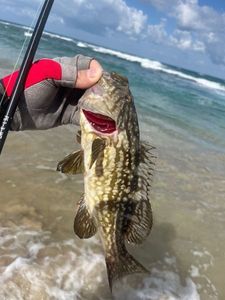 Red Grouper