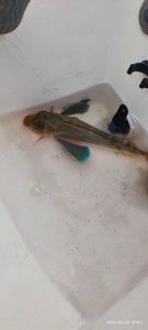 Grey Gurnard