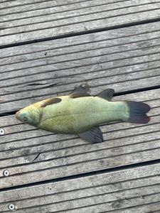 Tench
