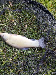 Tench