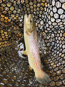 Brown Trout