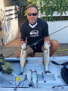 European Bass (Seabass)