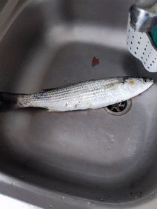 Golden grey mullet