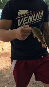 European Perch