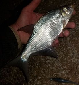 White bream