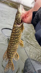 Northern Pike