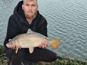 Common Carp