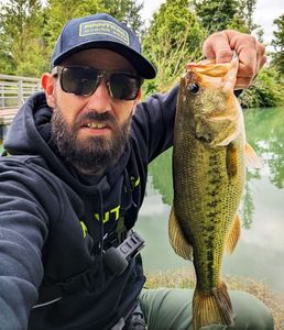 Largemouth Bass
