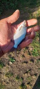 Blue Bream