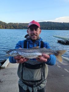 Lake Trout