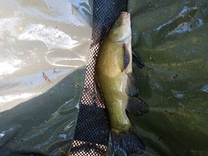 Tench