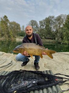 Common Carp