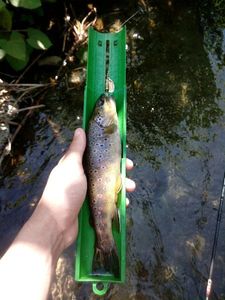 Brown Trout