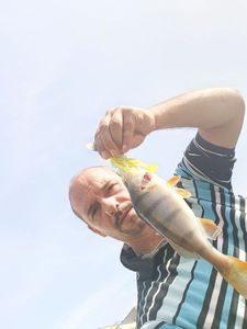 Yellow Perch