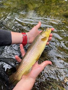 Brown Trout