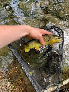 Brown Trout