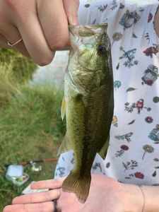 Largemouth Bass