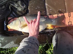 Mirror Carp