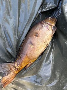 Mirror Carp