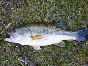 Largemouth Bass