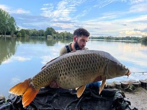 Common Carp