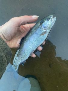 Rainbow Trout