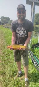 Tench