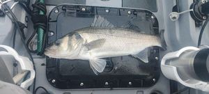 European Bass (Seabass)