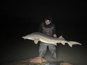 Sturgeon