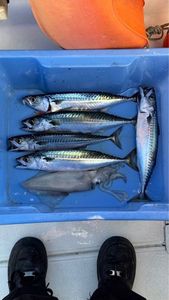 Mackerel