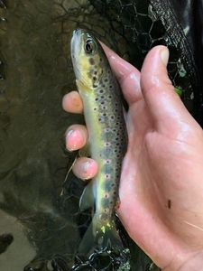 Brown Trout