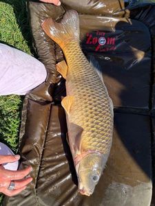 Grass Carp